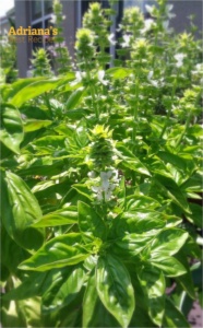 Basil flowering Basil flowering