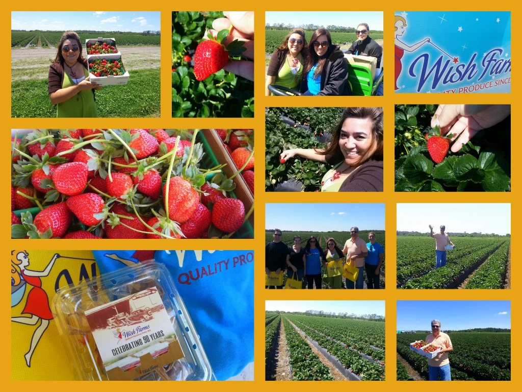 A Day at the Wish Farms Strawberry Fields - Adriana's Best Recipes