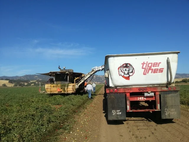 Heavy duty equipment at the farm to harvest the tomatoes #TASTE14