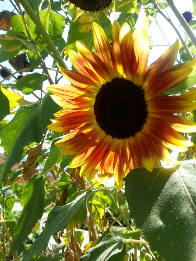 Sunflowers found at the University of California Davis Campus Gardens #TASTE14