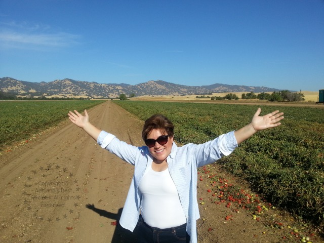Visiting the Campbell's tomato fields #TASTE14