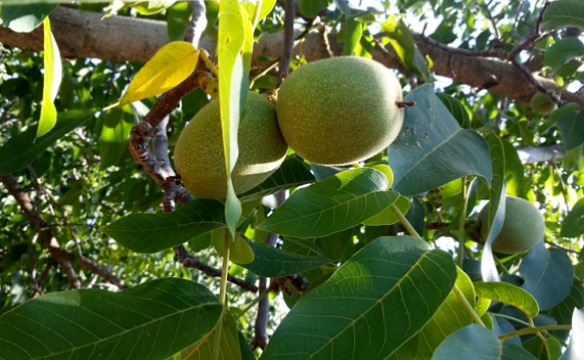 Walnuts on their natural state #TASTE14