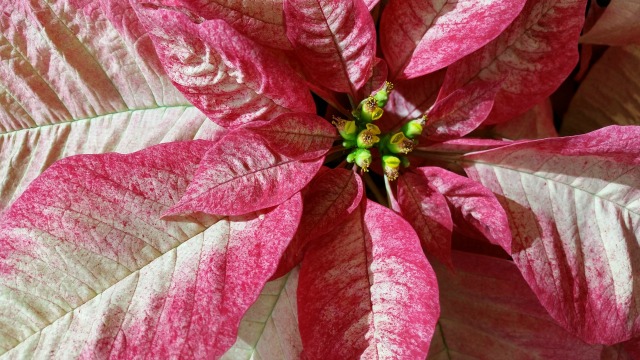 Poinsettias were my Mom's Favorite flower #GarthLovesMom #ad