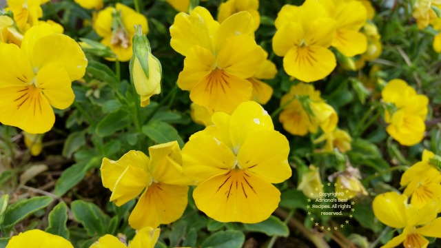 Be inspired to express yourself via your own garden #MiJardinalidad #ad Be inspired to express yourself via your own garden #MiJardinalidad #ad