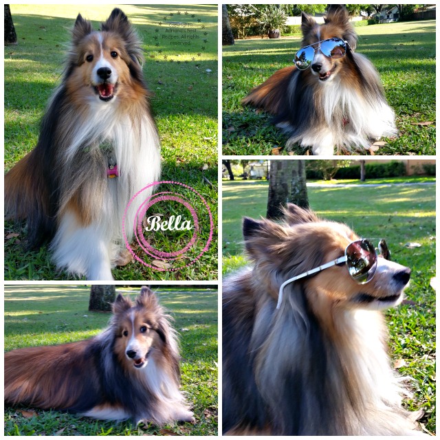 Bella having fun at the park after shopping at PetSmart #ProPlanPet #ad