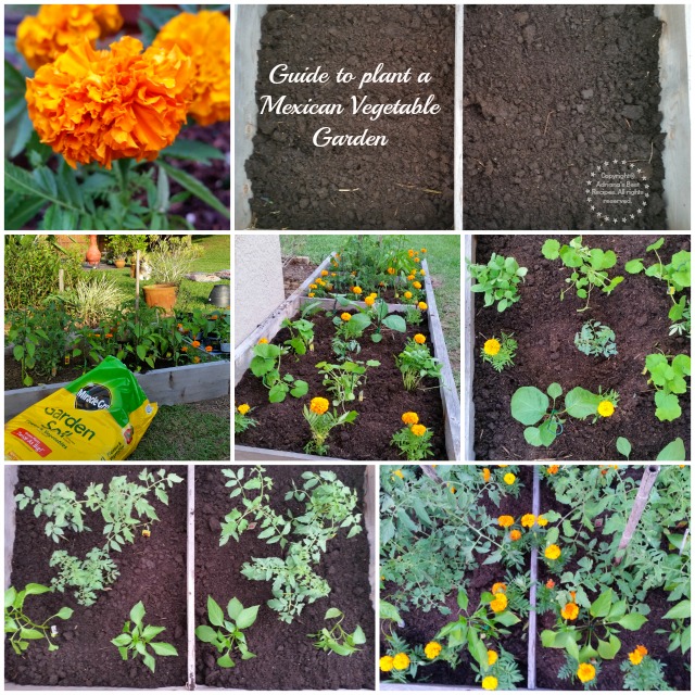 Guide to plant a Mexican Vegetable Garden #MiJardinalidad #ad
