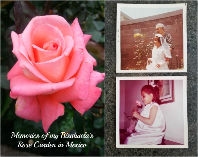 Memories of my bisabuelas rose garden in Mexico #MiJardinalidad #ad