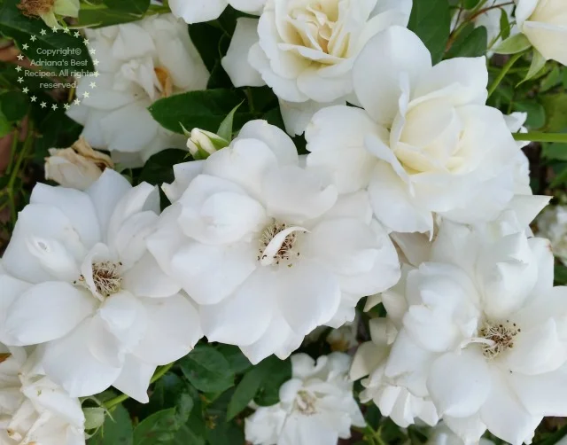 Scents that bring you home #LongLastingScent #Ad Scents that bring you home #LongLastingScent #Ad