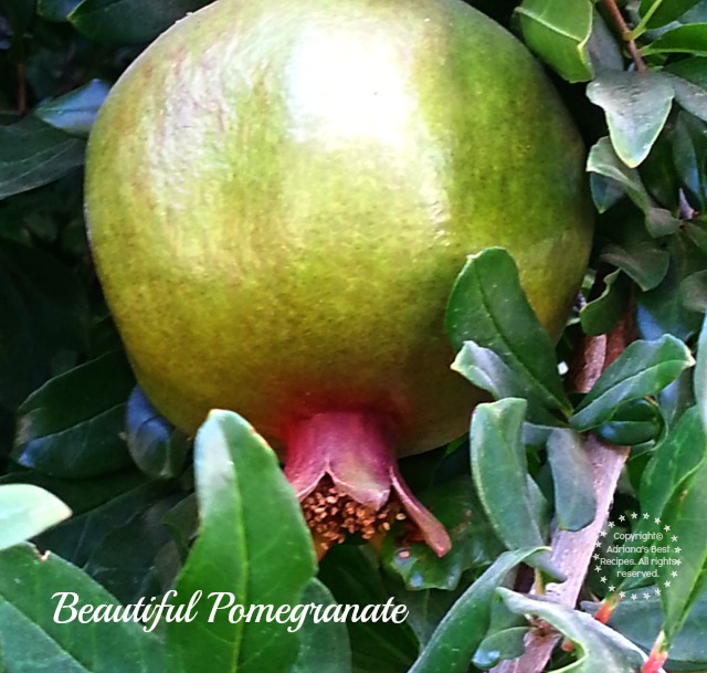 Beautiful pomegranate #TASTE14