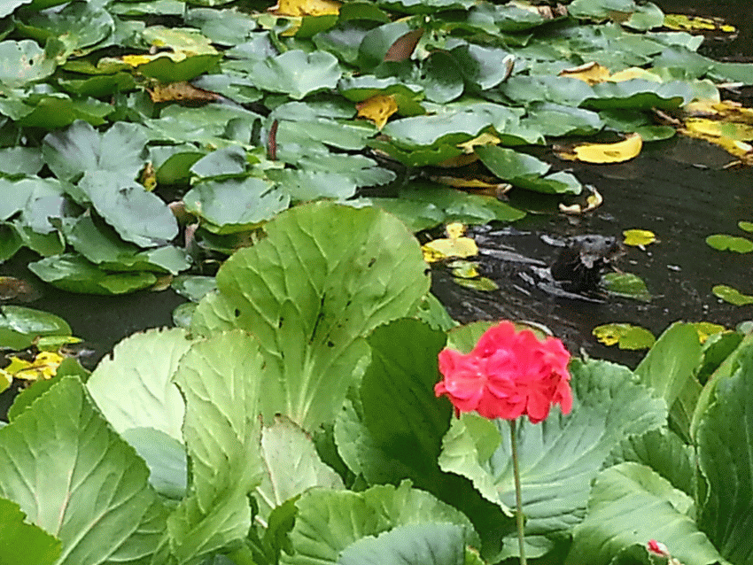 Otter in action at Butchart Gardens #FamilyMobile #ad Otter in action at Butchart Gardens #FamilyMobile #ad