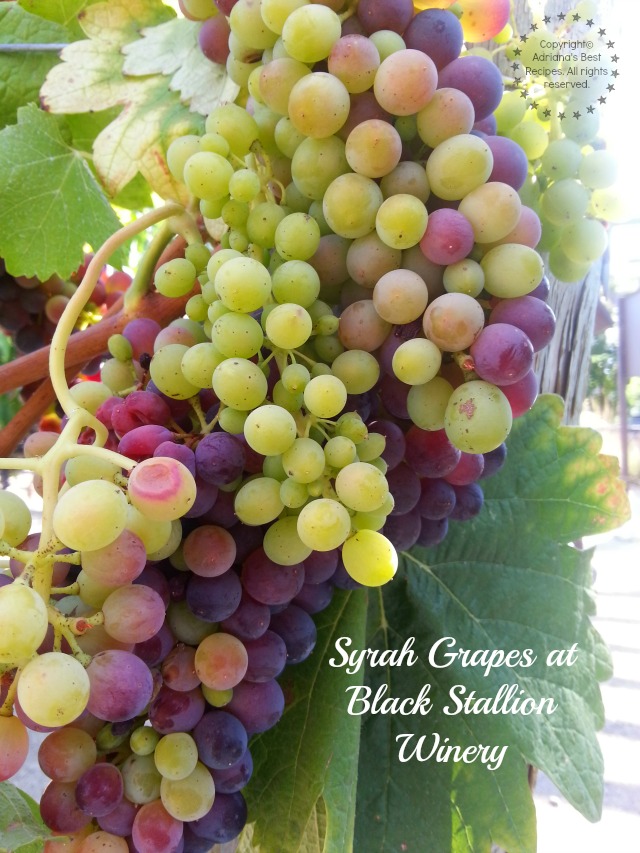 Syrah Grapes at Black Stallion Winery #TASTE14