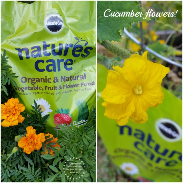 I have enjoyed watering and feeding my tomatoes and veggies with vitamins #MiJardinalidad #ad I have enjoyed watering and feeding my tomatoes and veggies with vitamins #MiJardinalidad #ad