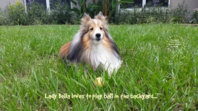 Lady Bella loves to play ball in the backyard #MiJardinalidad #ad Lady Bella loves to play ball in the backyard #MiJardinalidad #ad