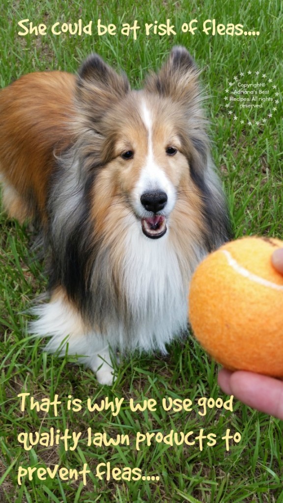 Learn more about preventing fleas at Mi Jardinalidad #MiJardinalidad #ad Learn more about preventing fleas at Mi Jardinalidad #MiJardinalidad #ad