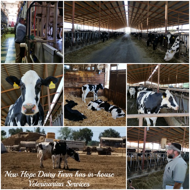 New Hope Dairy Farm has their own veterinarian doctor overseeing cows health #TASTE15