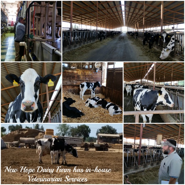 New Hope Dairy Farm has their own veterinarian doctor overseeing cows health #TASTE15 New Hope Dairy Farm has their own veterinarian doctor overseeing cows health #TASTE15