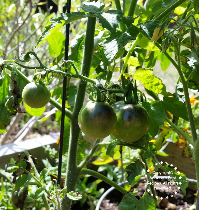 Preventing Bugs on Vegetable Gardens and Tomato Plants #MiJardinalidad #ad