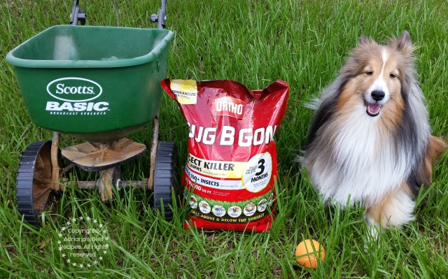 Preventing Fleas on the Lawn with Scotts Products #MiJardinalidad #ad