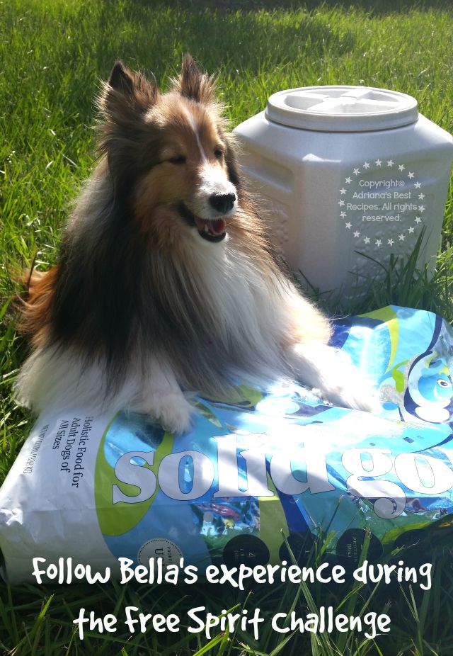 Follow Bellas experience during the Free Spirit Challenge #SolidGoldPets #ad