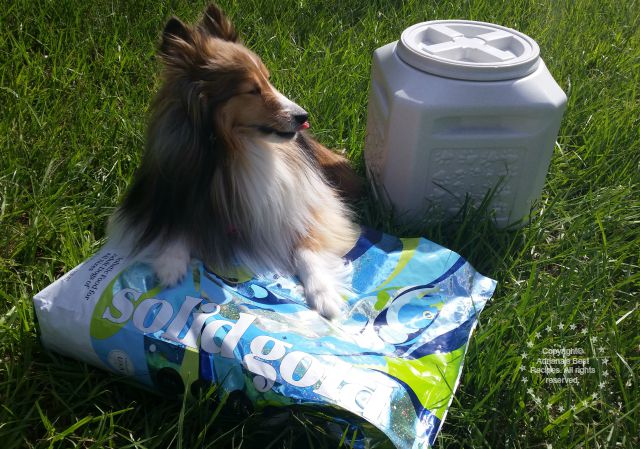 Solid Gold invited my Bella to be part of the Free Spirit Challenge #SolidGoldPets #ad 