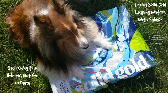 Switching to a holistic diet for 30 days #SolidGoldPets #ad 