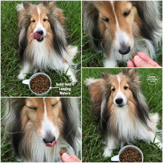 Bella enjoying her holistic diet #SolidGoldPets #FoodForFreeSpirits #ad 