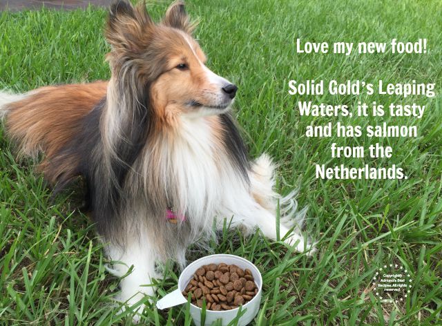 Bella loves Solid Golds Leaping Waters #SolidGoldPets #FoodForFreeSpirits #ad