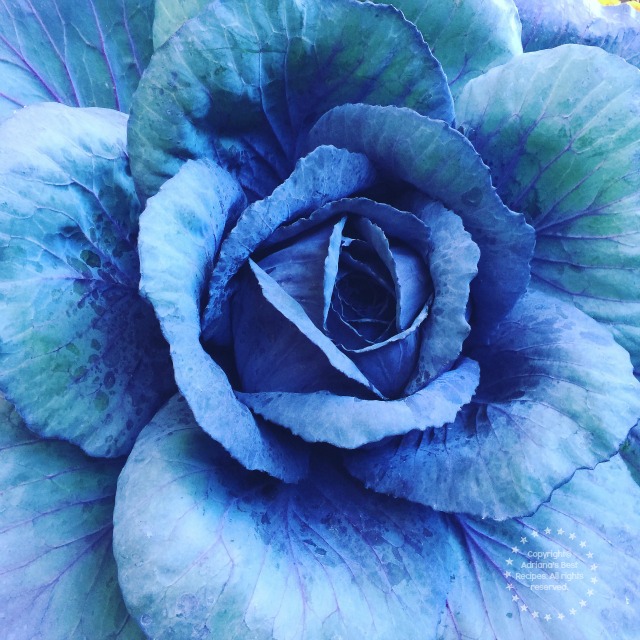 Blue Cabbage from Illinois