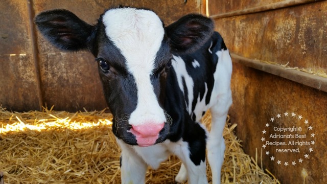 Calf born at New Hope Dairy Farm in California