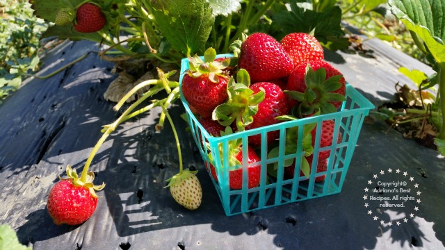 Fresh strawberries from T&Y Strawberry Patch in Yolo County California