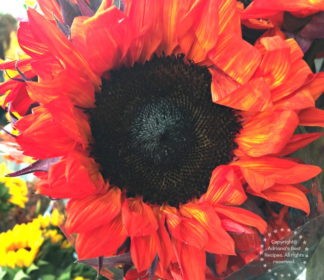 Stunning Sunflower from Washington State