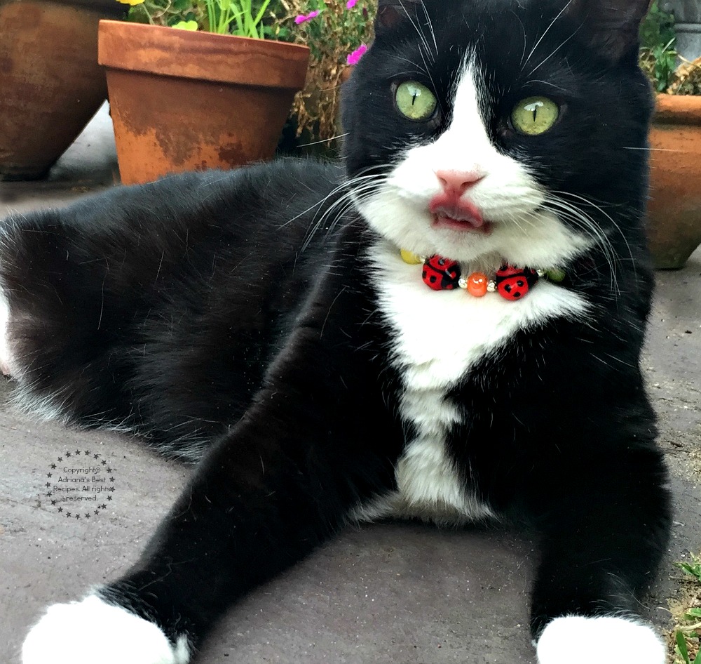 Haciendo una pieza de joyería para gatos inspirada en la personalidad y actividades favoritas de mi gatita Tatiana Haciendo una pieza de joyería para gatos inspirada en la personalidad y actividades favoritas de mi gatita Tatiana