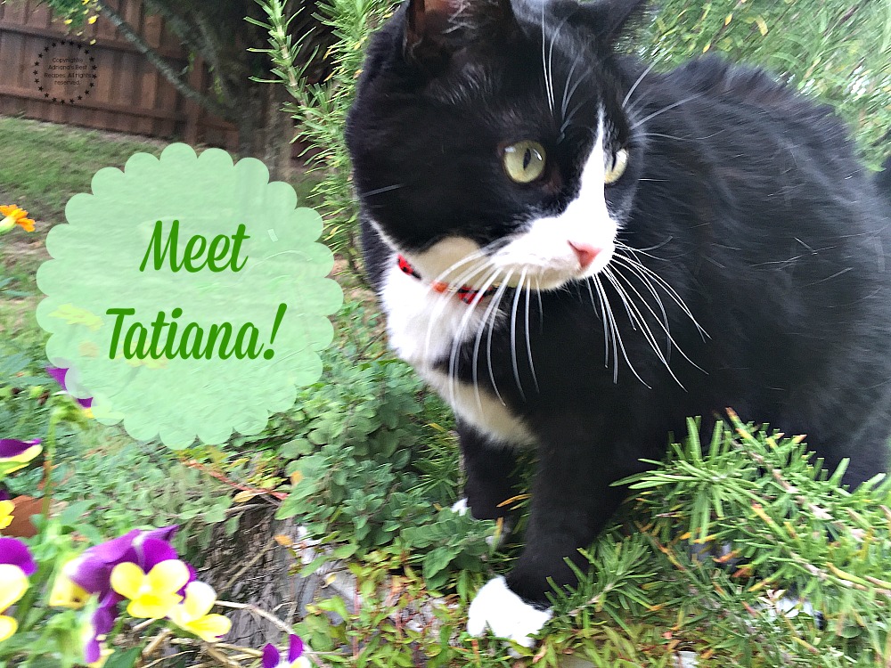 Meet Tatiana my Tuxedo Cat