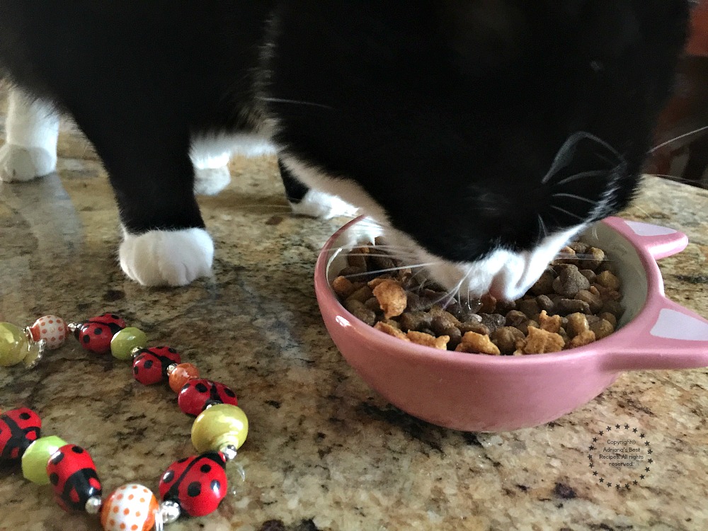 A Tatiana le gusta mucho el sabor de Purina® Pro Plan® Savor® Shredded Blend A Tatiana le gusta mucho el sabor de Purina® Pro Plan® Savor® Shredded Blend