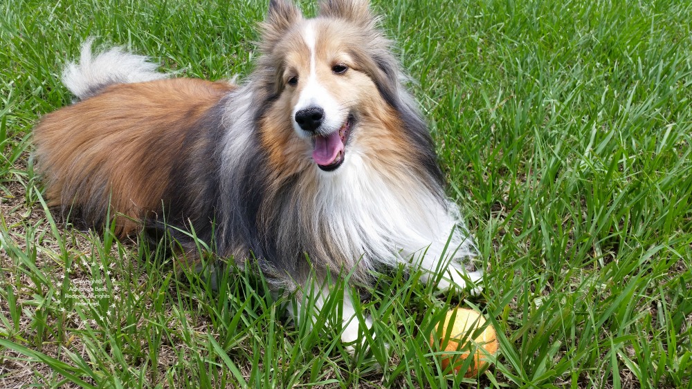 Bella our Sheltie dog enjoying the Garden