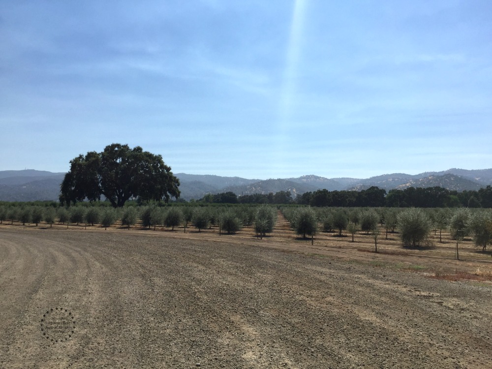 Capay Valley Ranches a beautiful place few minutes from Esparto, California