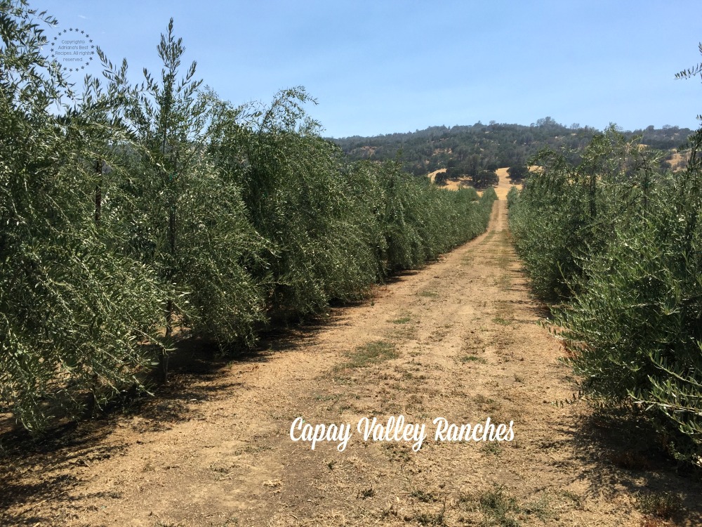 Capay Valley Ranches and their Olive Trees