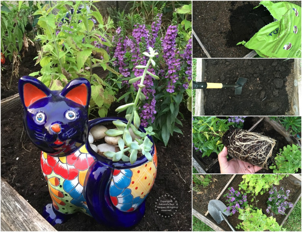 Plantando el nuevo jardín para gatos