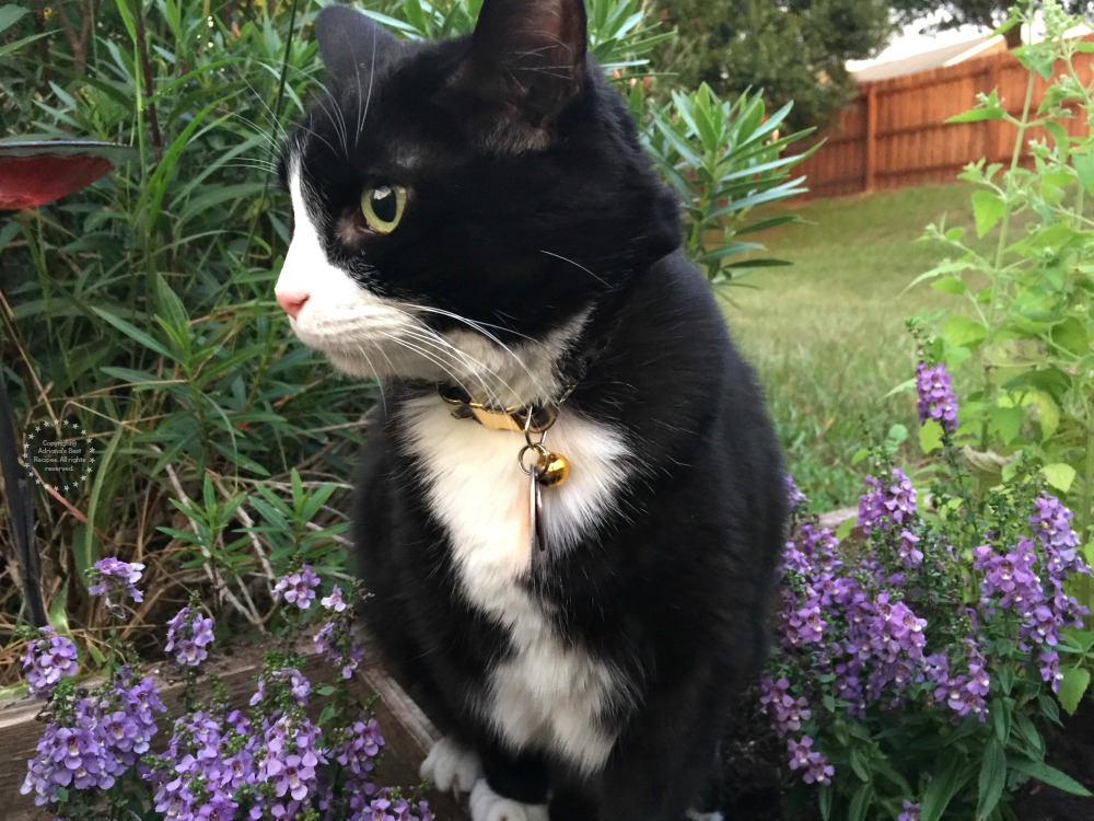 Tatiana aprobando el nuevo jardin para gatos