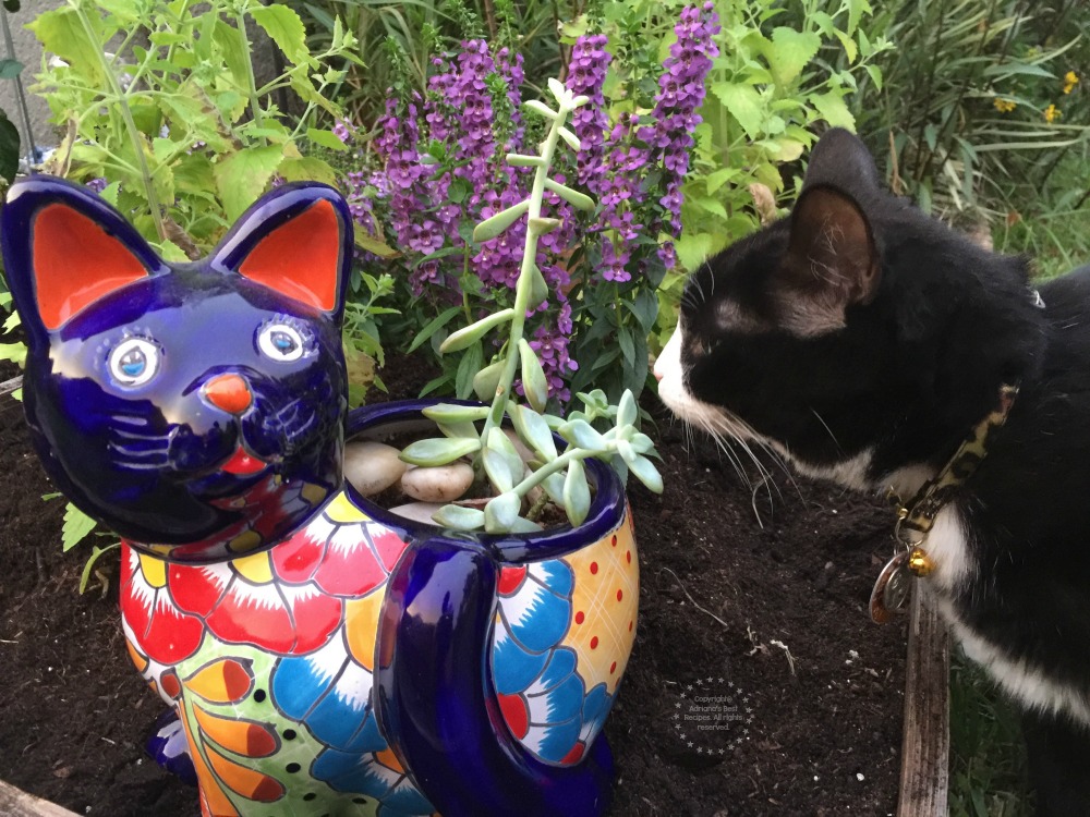 Tatiana checando el nuevo jardin para gatos