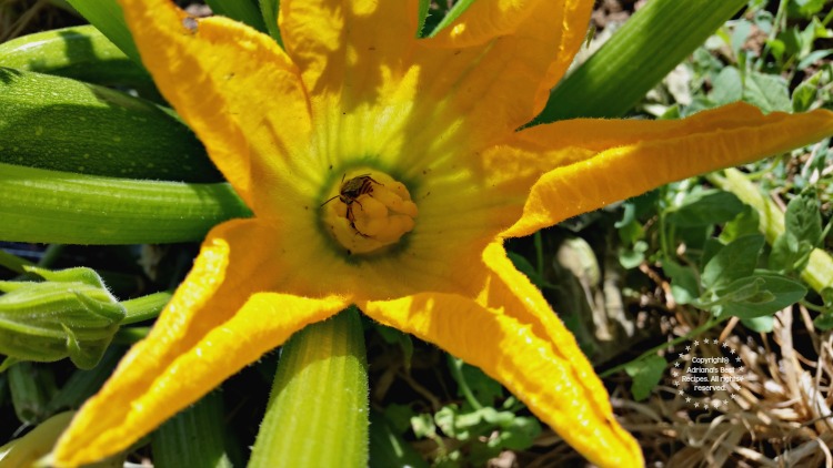 A bee is a change agent because with the touch of a pistil generates life A bee is a change agent because with the touch of a pistil generates life
