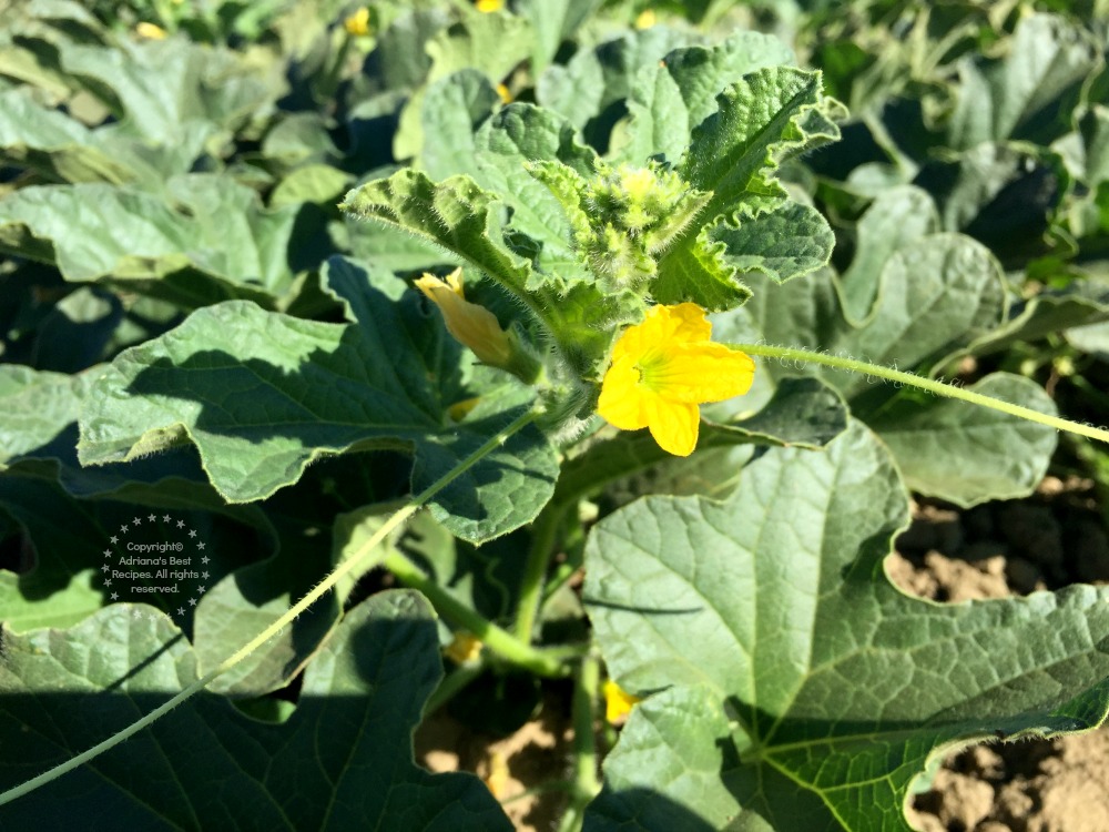 El melón es parte de la familia de los pepinos y empieza con una flor