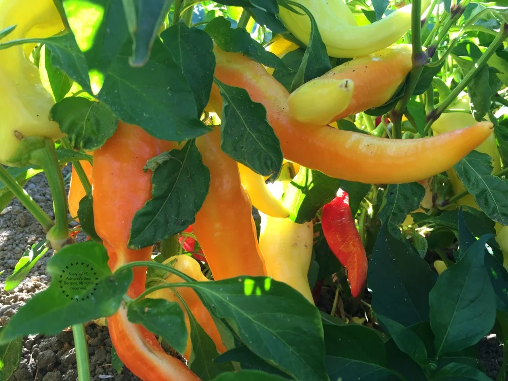 Chiles Banana Peppers Chiles Banana Peppers