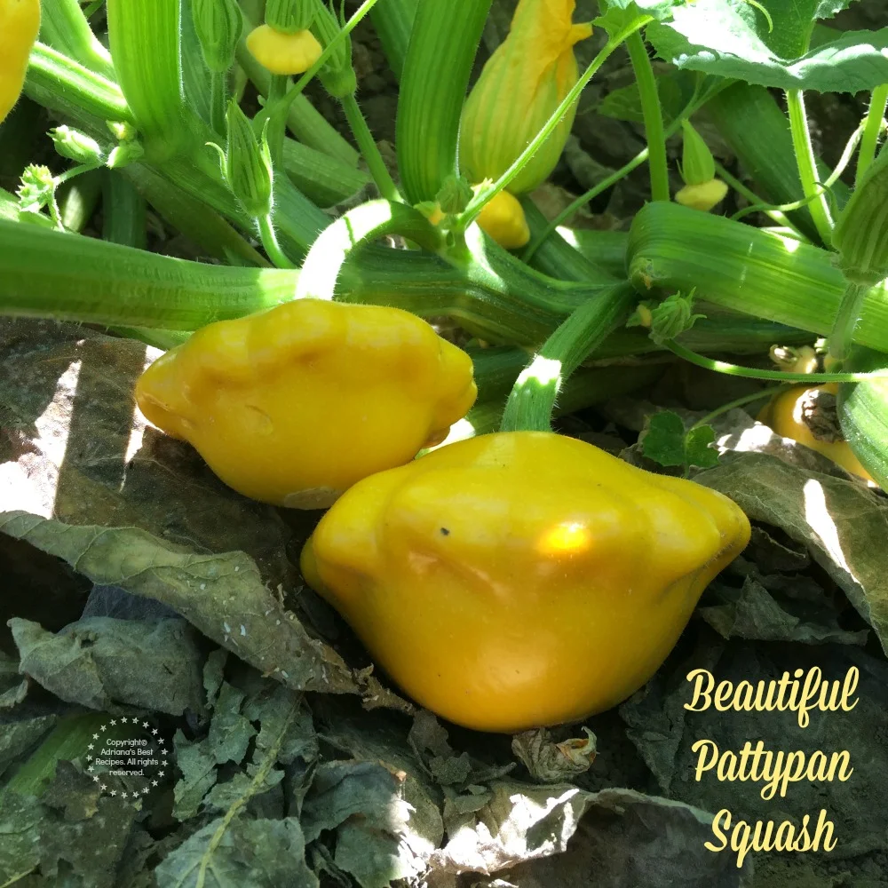 Calabacita Pattypan directa del huerto a la mesa Calabacita Pattypan directa del huerto a la mesa