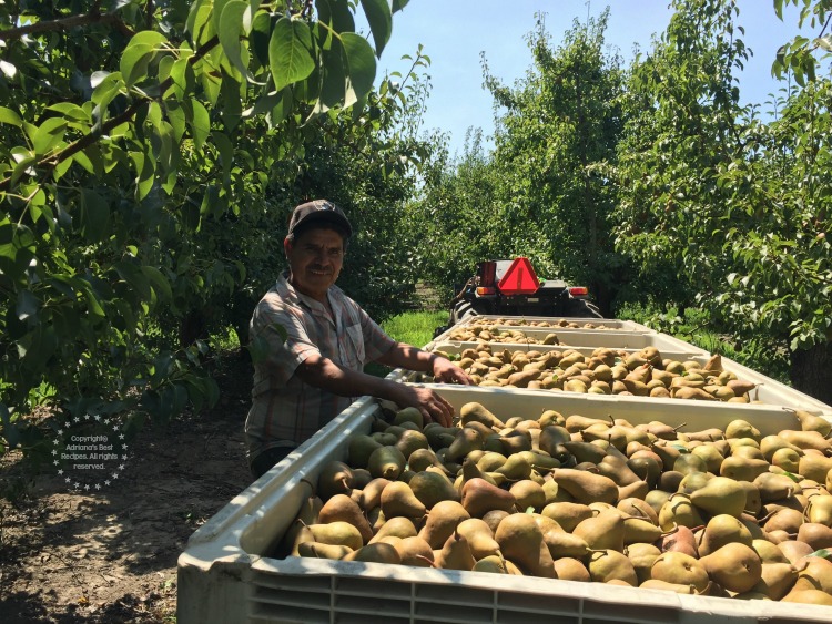 Fellow Mexican immigrant managing a pear orchard in California