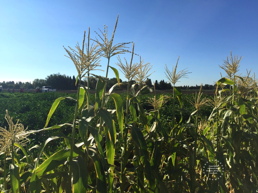 For the Love of Produce and Farming