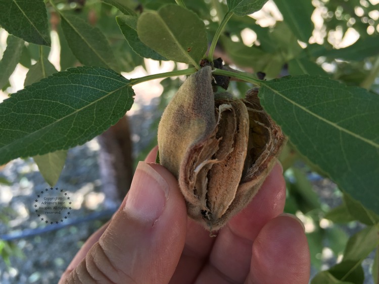 Harvesting almonds