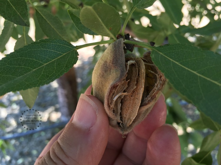 Harvesting almonds Harvesting almonds