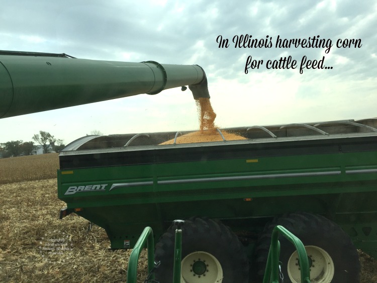 I had the chance to ride a conveyor and harvest corn