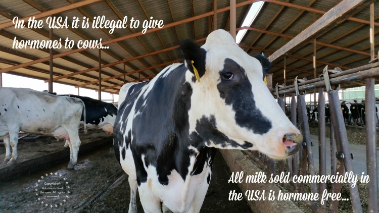 In the USA it is illegal to give hormones to cows. All milk sold in the United States is hormone free